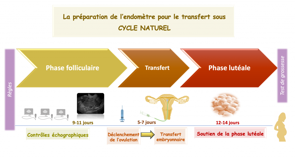 Le transfert d'embryons vitrifiés – Gyneco-FIV